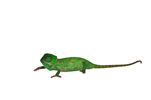 Chameleon