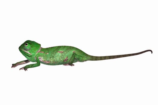 Chameleon