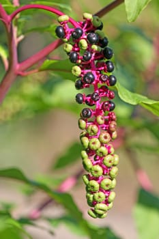 (Phytolacca americana)
