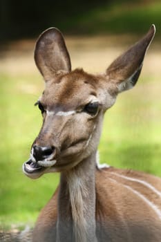 NyalaAntelope