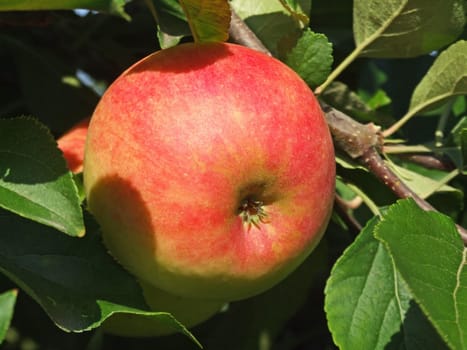 Apples without (New York)