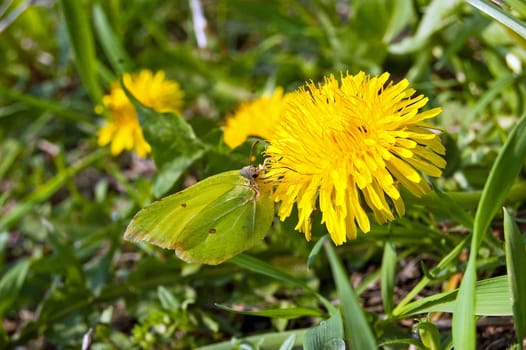 Butterfly in a clearing in amongst yellow flowers