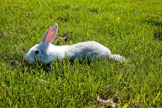 small rabbit running after young green grass
