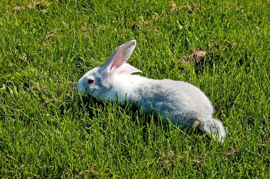 small rabbit running after young green grass