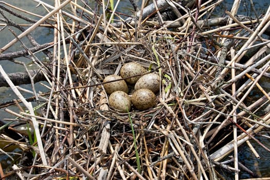 bird&#039 s eggs in the nest on amongst water thickets