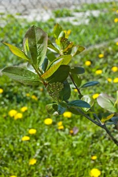 Garden plant growing in the garden