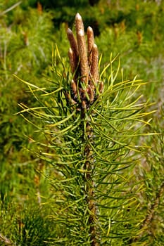 Young pine cones on tree background