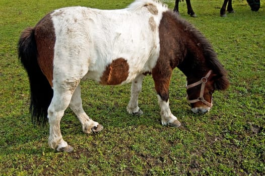 A cute mini pony on a willow