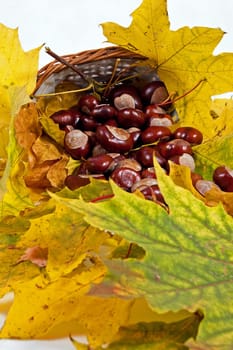 Autumn leaves and chestnuts on the white background
