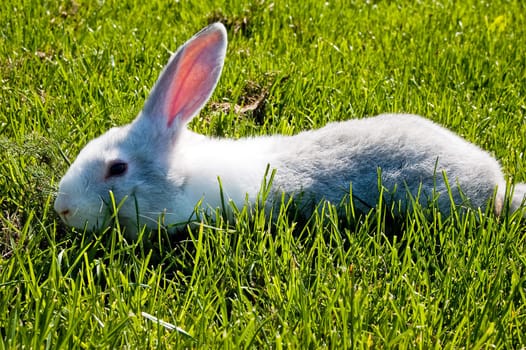 small rabbit running after young green grass