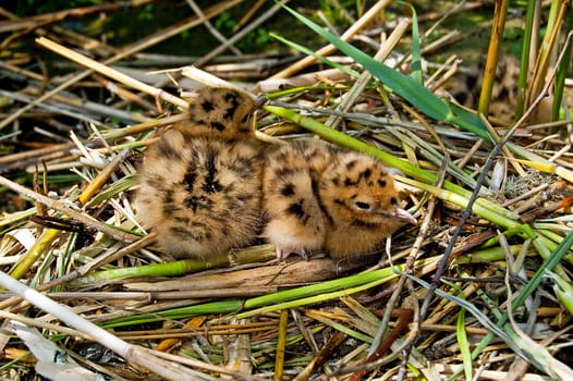 chicks in the nest waiting for the food