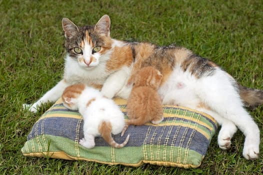 Beautiful pets, young cute cats