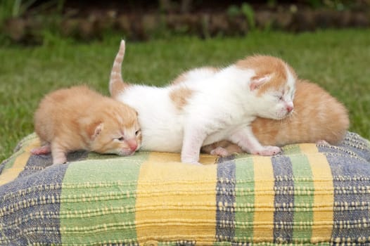 Beautiful pets, young cute cats