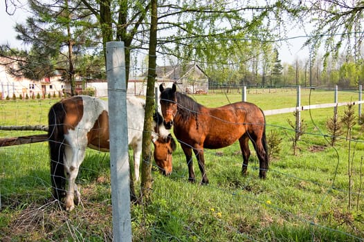 grazing horses with too metal net