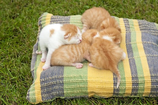 Beautiful pets, young, cute, cats