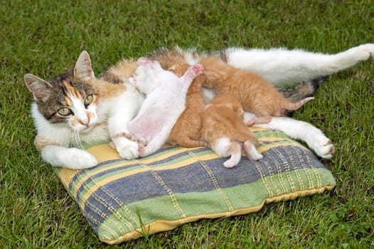 Beautiful pets, young cute cats