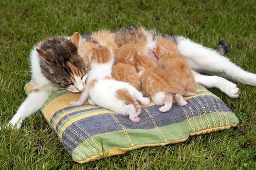 Beautiful pets, young cute cats