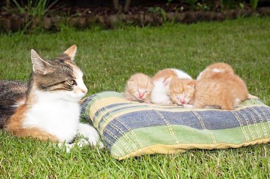 Beautiful pets, young cute cats