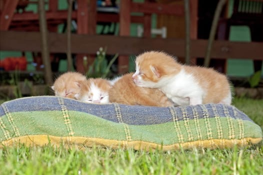 Beautiful pets, young, cute, cats
