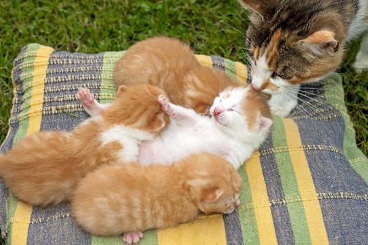 Beautiful pets, young cute cats