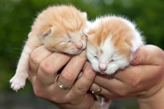 Beautiful pets, young, cute, cats