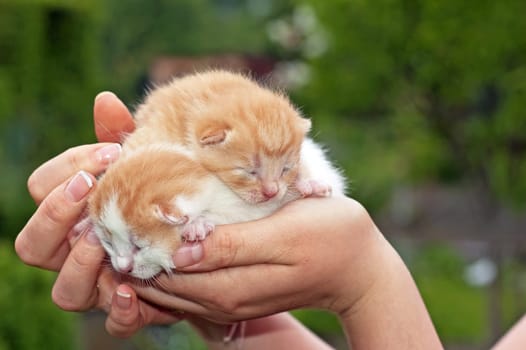 Beautiful pets, young, cute, cats