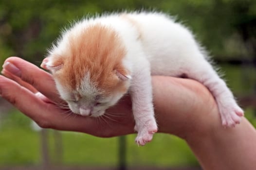 Beautiful pets, young, cute, cats