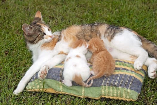 Beautiful pets, young, cute, cats