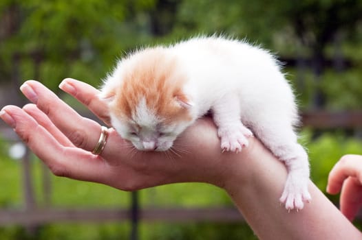 Beautiful pets, young, cute, cats