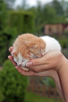 Beautiful pets, young, cute, cats
