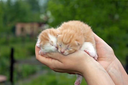 Beautiful pets, young, cute, cats