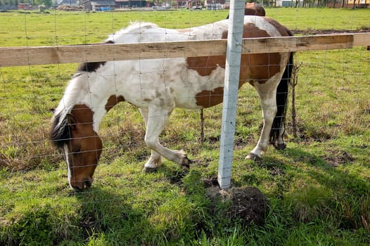 A cute mini pony on a willow