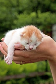 Beautiful pets, young, cute, cats