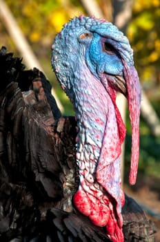 Close up of alive turkey