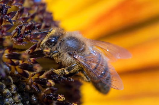 Close up of bee working on sunflower