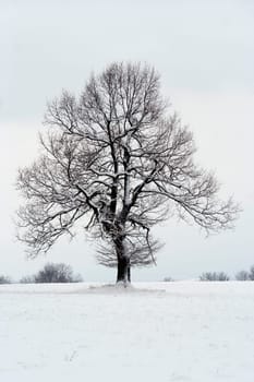 Shot of a trees covered in frost