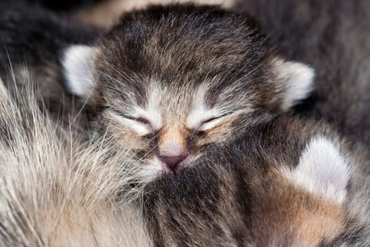 Kitten - detail of the head of sleeping kitten