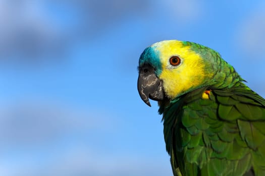 green macaw