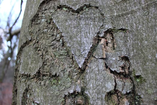 Bark Heart in the Habichtswald