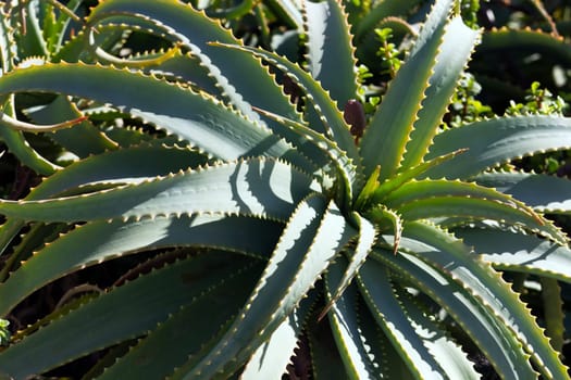 Aloe Vera,Cactus in Lanzarote,Spain