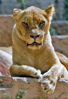 Leone reclined position, sitting in the sun