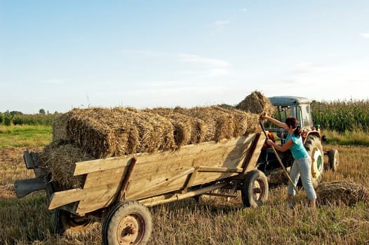 Folding sheaves of hay up to the old cart attached to the old tractor