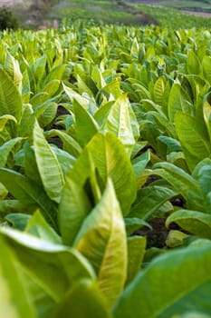 Lines of green tobacco plants on a field