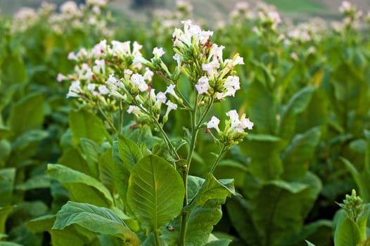 Lines of green tobacco plants on a field