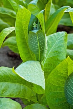 Lines of green tobacco plants on a field