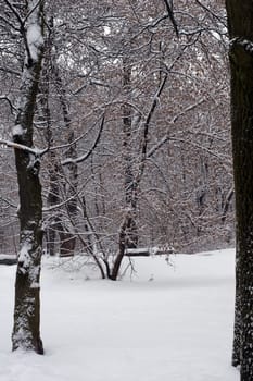 Winter scene of trees and the branch with the snow from the sky