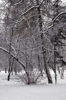Winter scene of trees and the branch with the snow from the sky