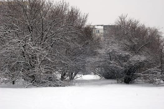 Winter scene of trees and the branch with the snow from the sky
