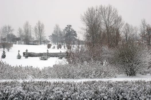 Winter scene of trees and the branch with the snow from the sky