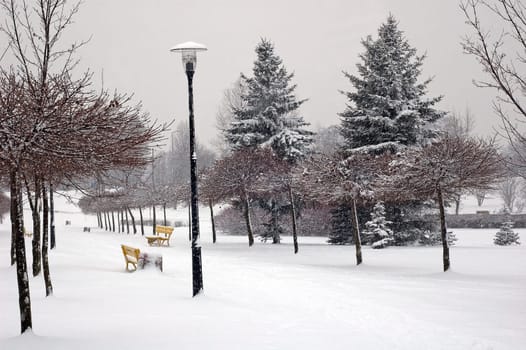 Winter scene of trees and the branch with the snow from the sky
